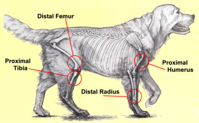 What causes tumors in a dog?